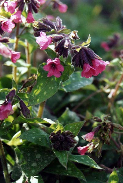 Pulmonaria officinalis 'rose' en fleurs dans un sous-bois frais des Landes